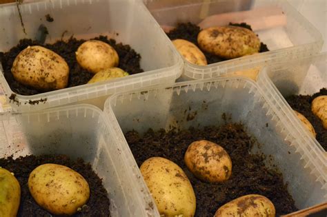 Förgro potatis mörkt